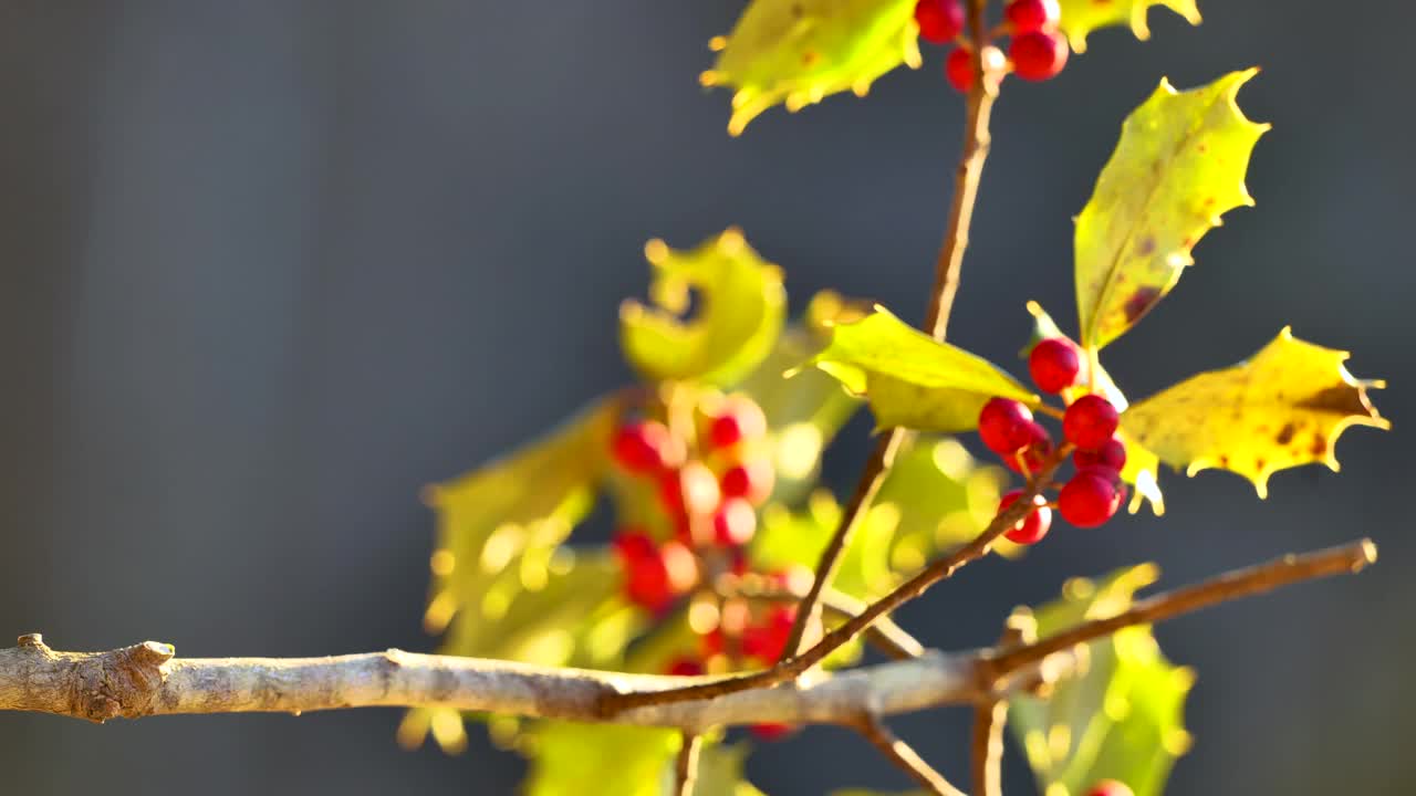 在树枝上有斑点的羽状松，结红色浆果视频素材