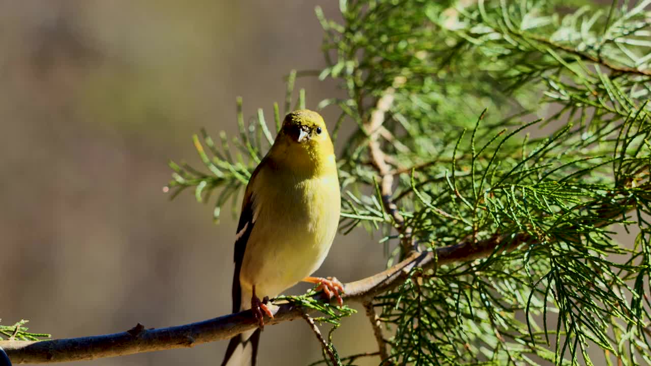 美洲金翅雀平静地坐在树枝上，特写视频素材