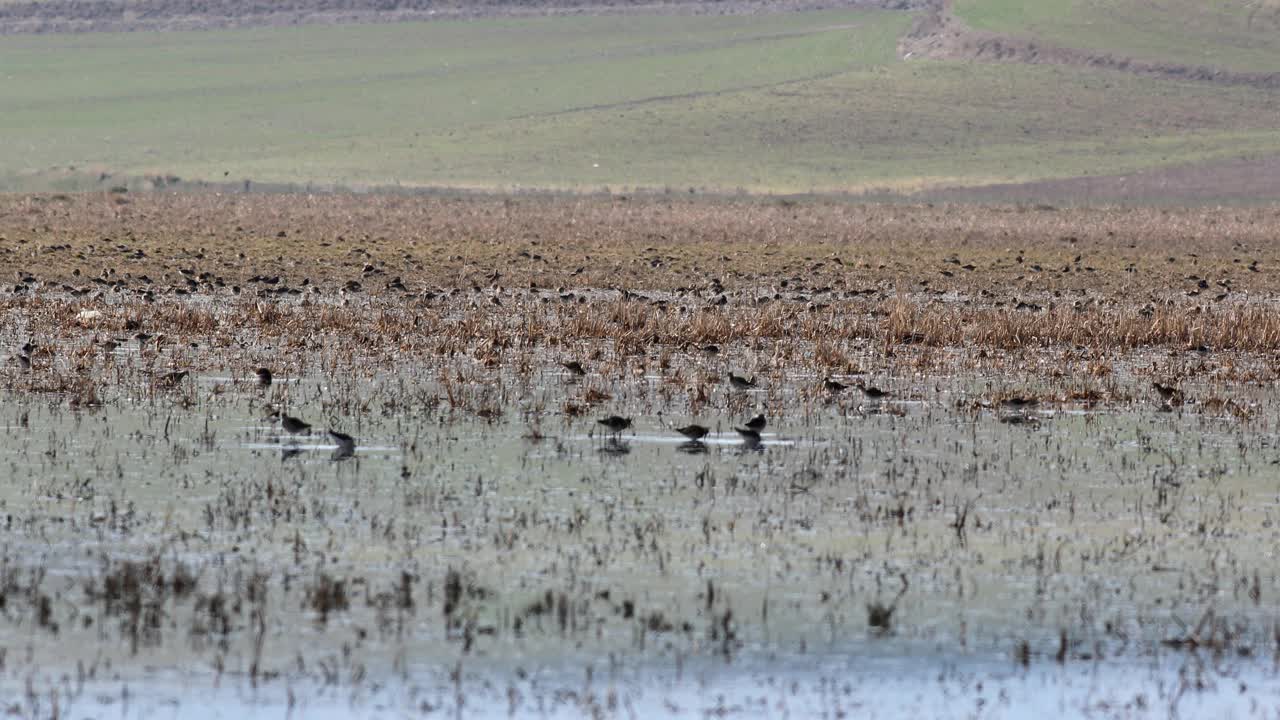 湿地。湿地里有许多鸟。视频下载
