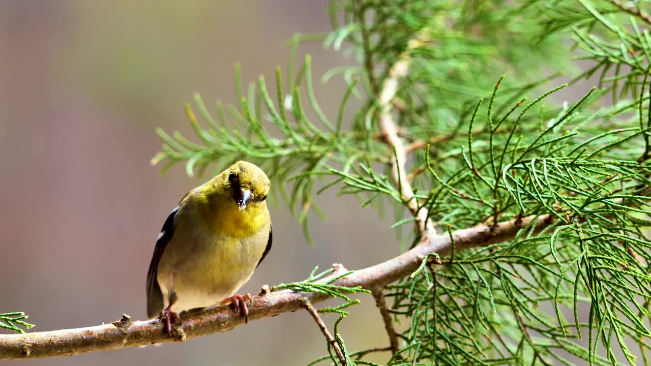 近距离观察，在树枝上长着黄色羽毛的美洲金翅雀视频素材