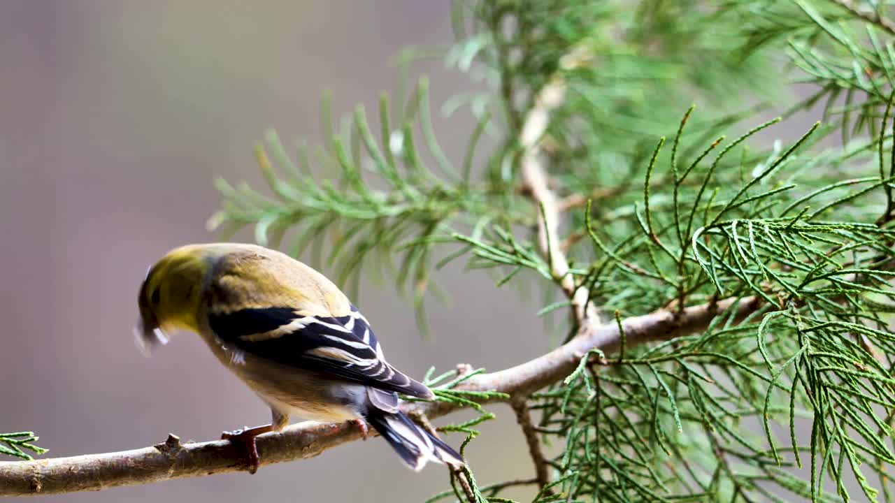 近距离观察坐在针叶树树枝上的美洲金翅雀视频下载