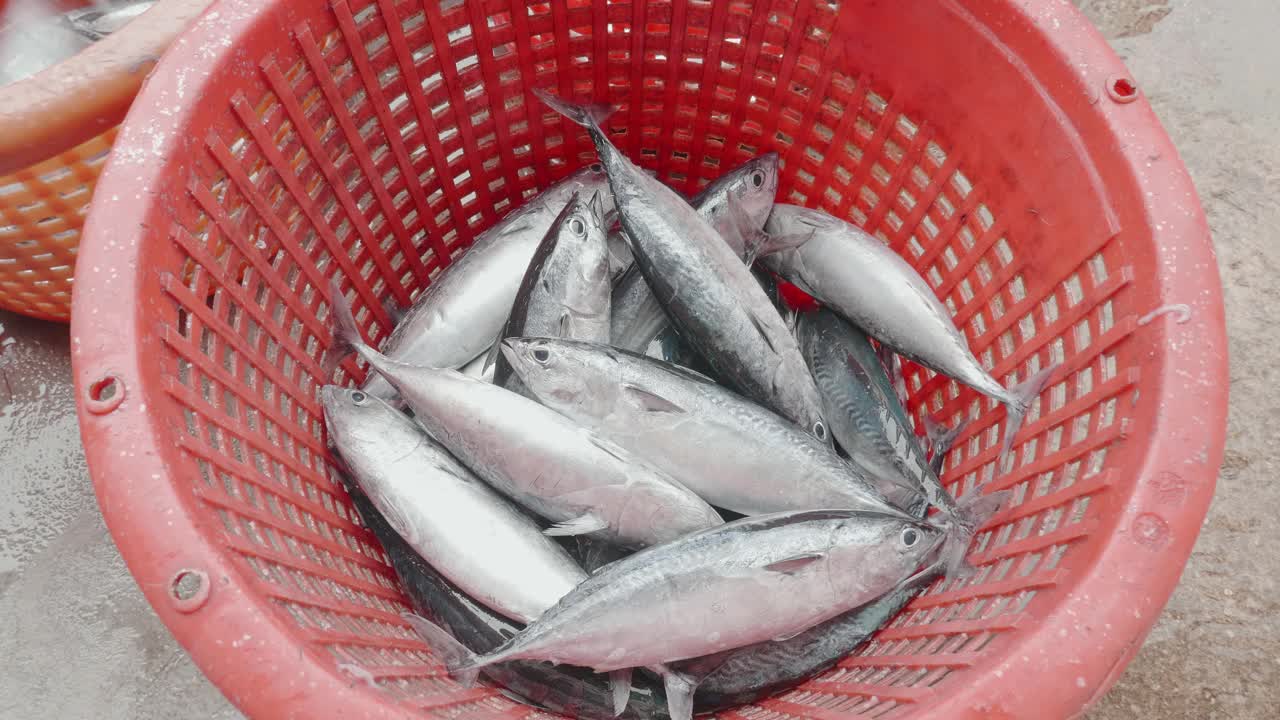新鲜的鱼被分门别类放在篮子里准备出售。视频下载