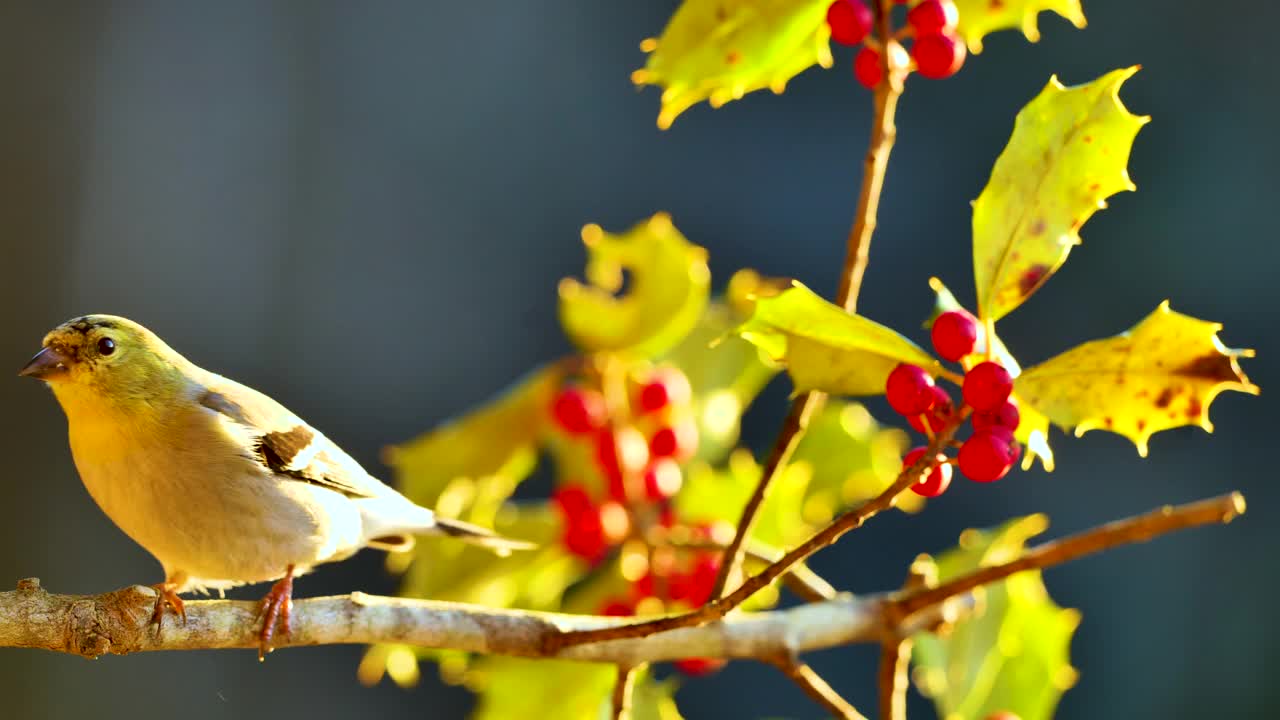 坐在有红色浆果的树枝上的美洲金翅雀视频下载