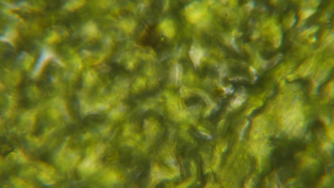 显微镜下的叶绿体。细胞分裂。细胞结构。细胞分裂。在显微镜下显示植物细胞的叶片表面。病毒感染。显微镜下的绿色植物细胞。转基因生物。DNA。视频下载