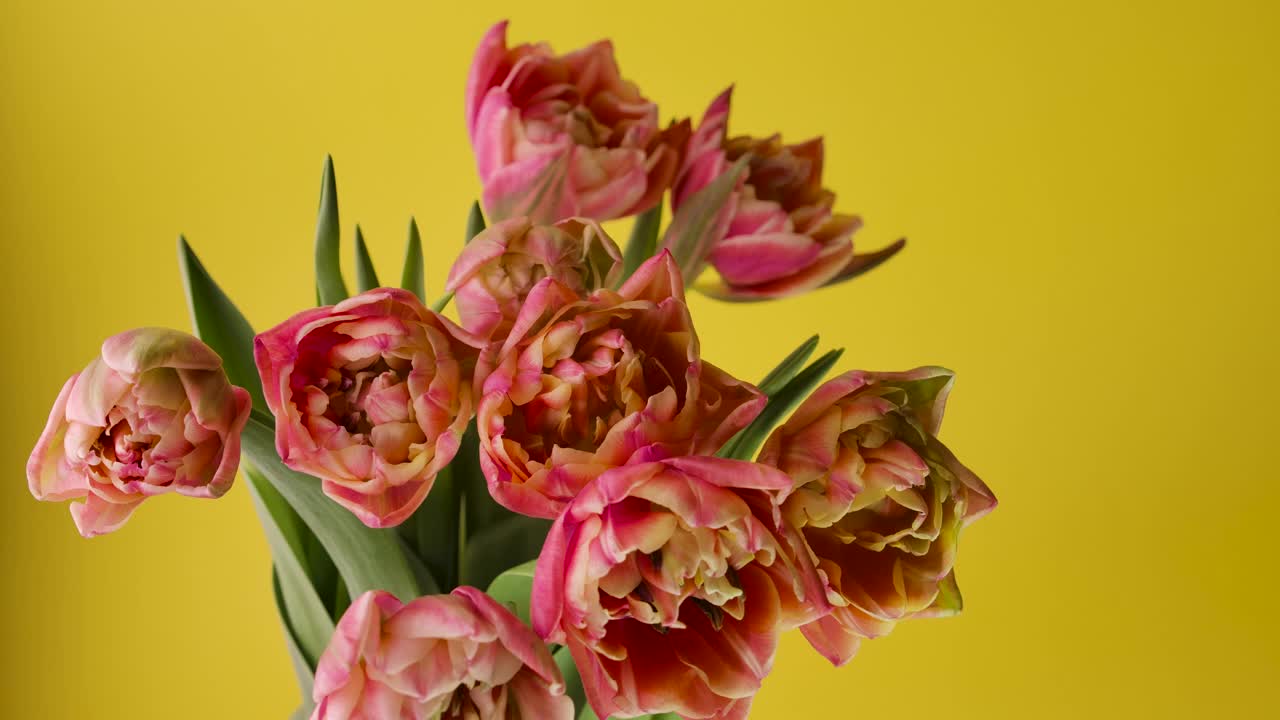 特写:长出大花蕾的郁金香、花朵和绿色花瓣。细节美丽盛开的花束植物在背景。可爱浪漫自然清新芬芳装饰花生长4k视频素材