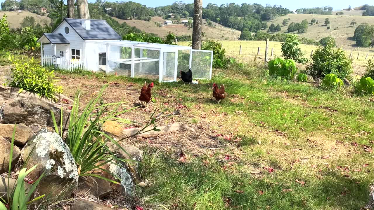 放养宠物鸡啄食茂盛的乡村土地视频下载