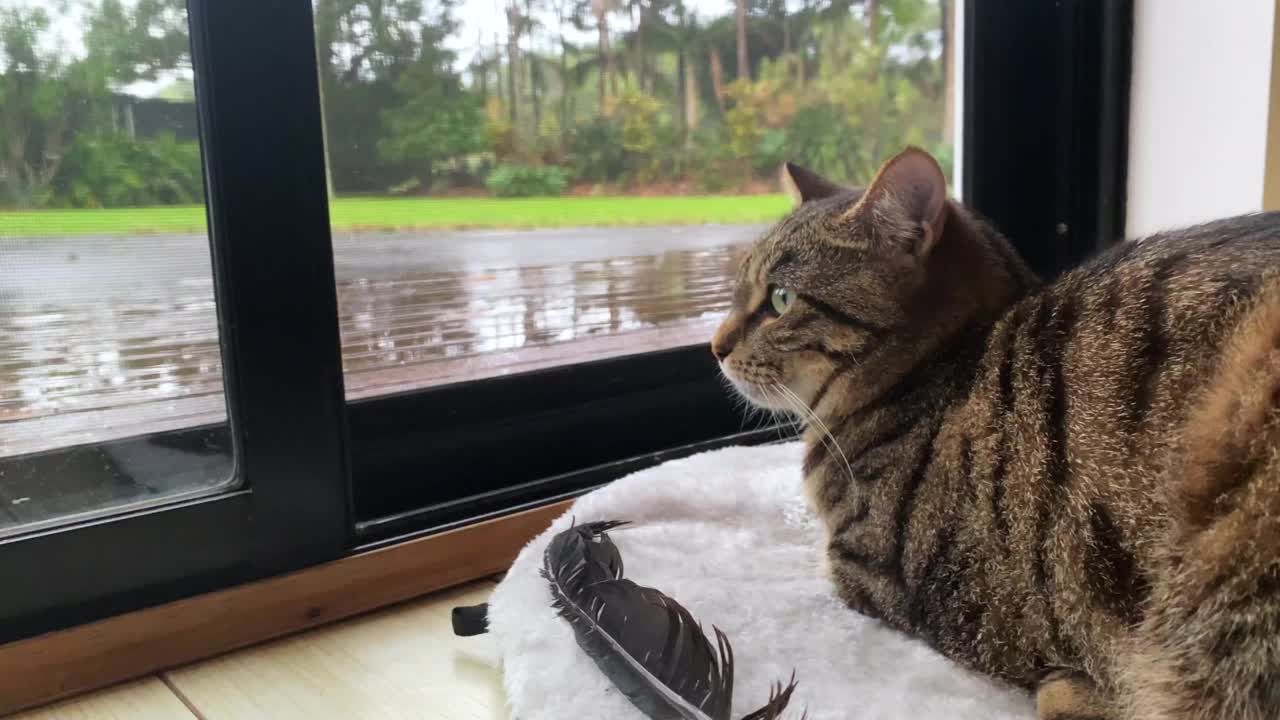 虎斑猫在家看着窗外的雨视频下载