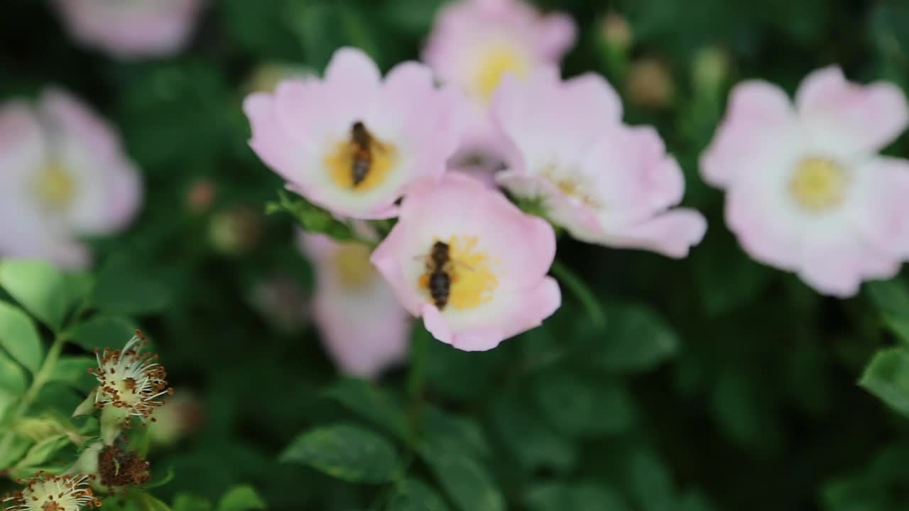 蜜蜂为花园里的花授粉。蜜蜂从花蕾上采集花蜜。蜜蜂从粉红色的野花上采集蜂蜜、花蜜和花粉视频素材