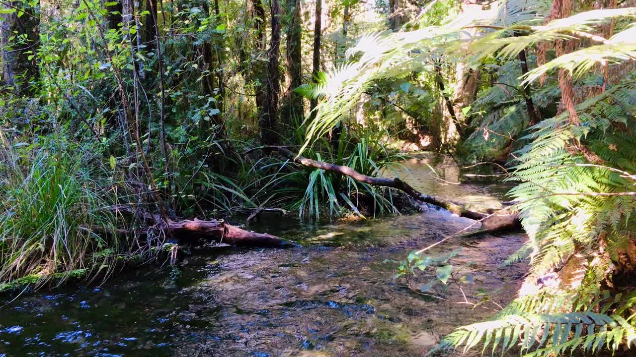 美丽宁静的小溪流过森林视频素材