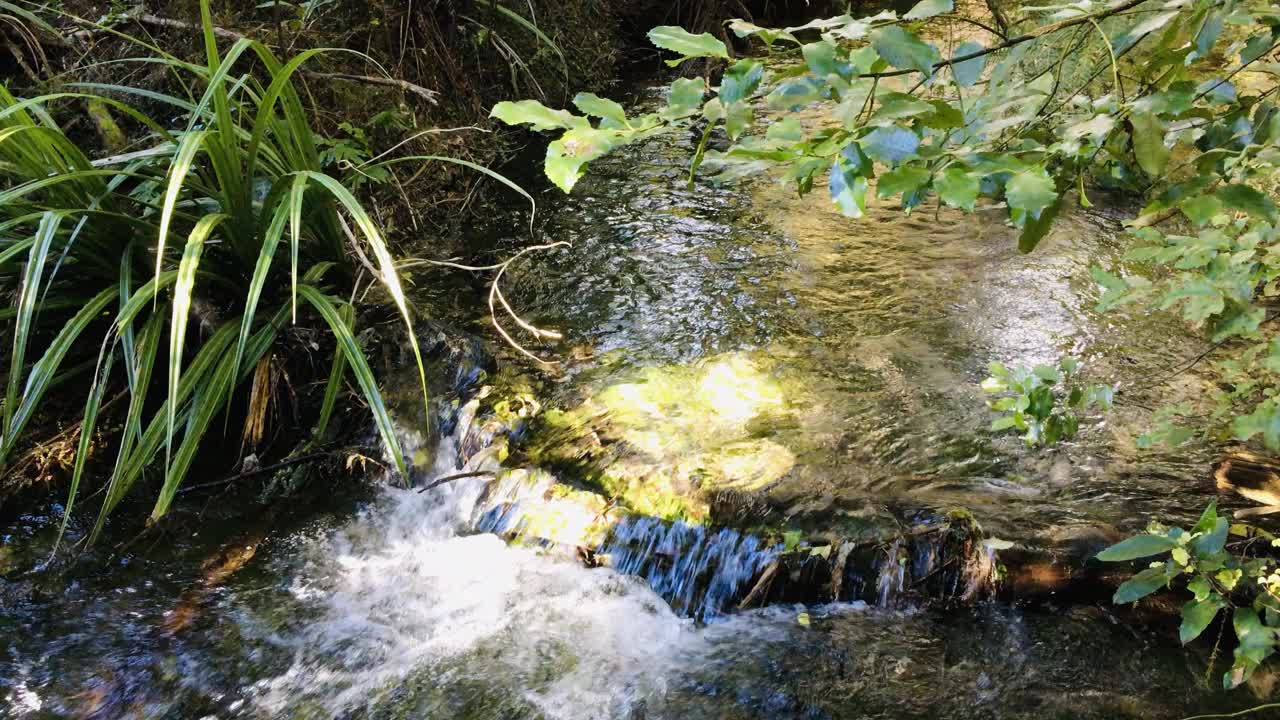 美丽宁静的小溪流过森林视频素材