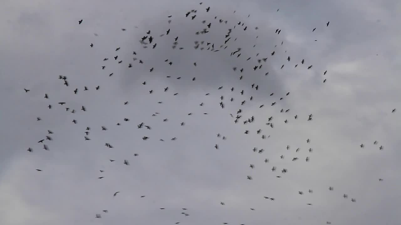 鸟类的飞行视频素材
