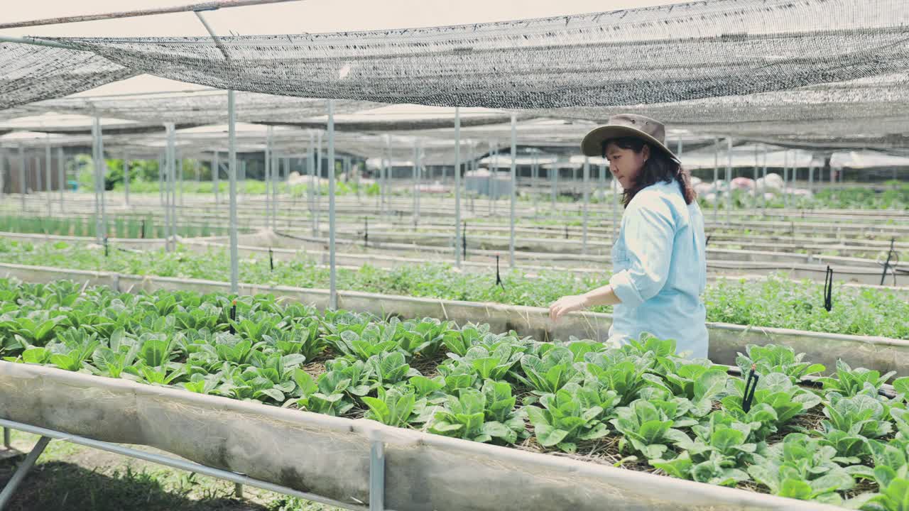 亚洲妇女农民走过有机农场检查质量控制，农业或农用工业概念。视频下载