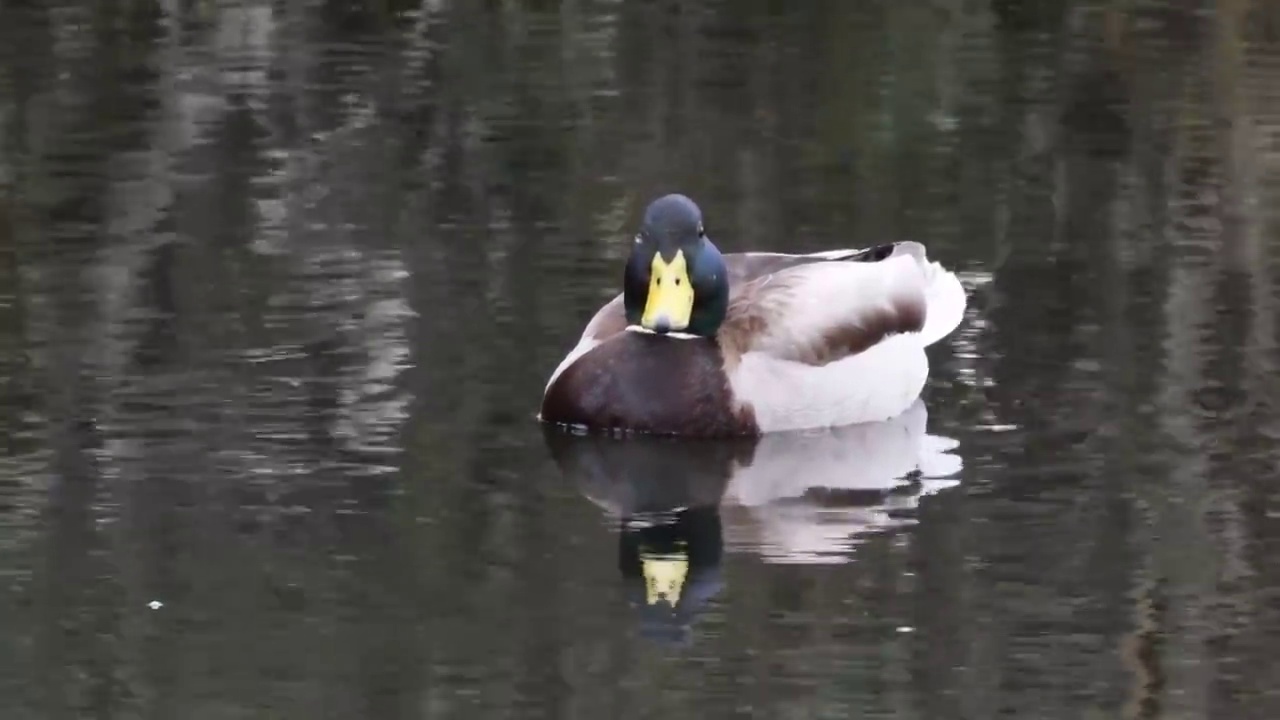 鸭子在池塘里视频下载