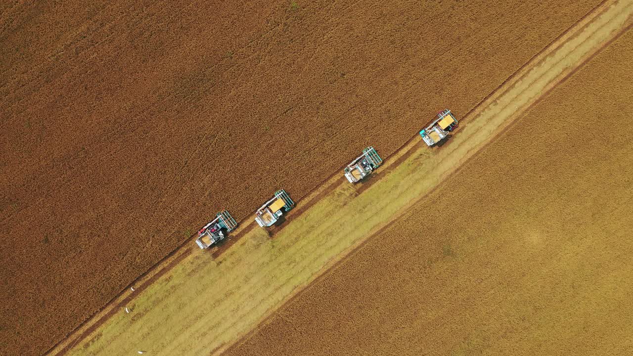 无人机空中俯视图联合收割机操作在茉莉稻田，粮食或农业的概念。视频购买