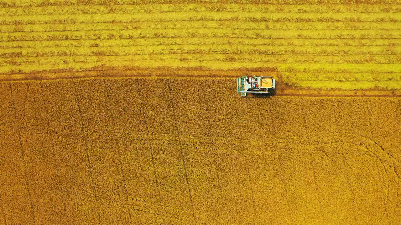 无人机空中俯视图联合收割机操作在茉莉稻田，粮食或农业的概念。视频素材