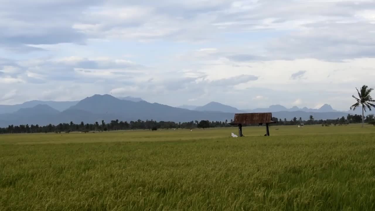 以山峦为背景的乡村稻田视频素材
