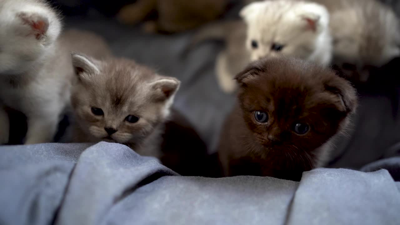 美国短毛猫小猫玩耍视频素材