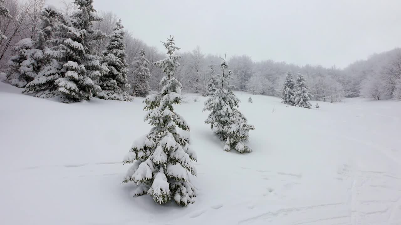 在雾蒙蒙的天气里，喀尔巴阡山脉上覆盖着白雪和杉树的小草地视频素材