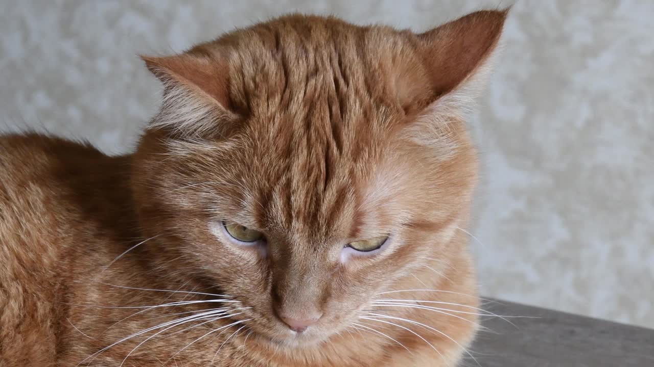 肖像的红虎斑猫好奇地摆姿势和看着相机视频素材