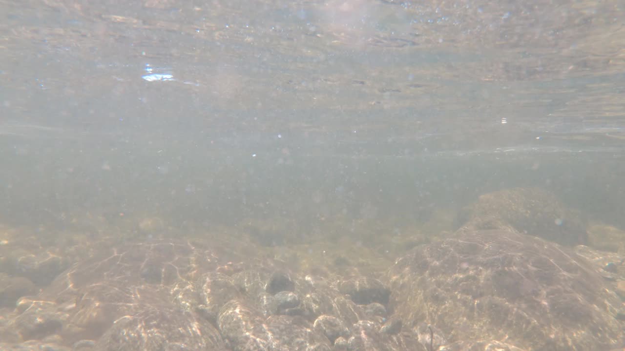 在斯雷博河与虹鳟鱼搏斗的水下镜头视频素材