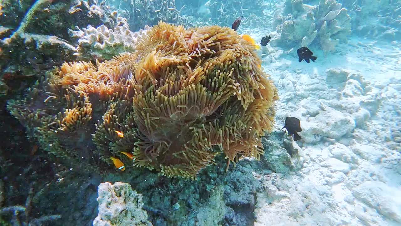 马尔代夫的小丑鱼在海葵周围游动视频下载