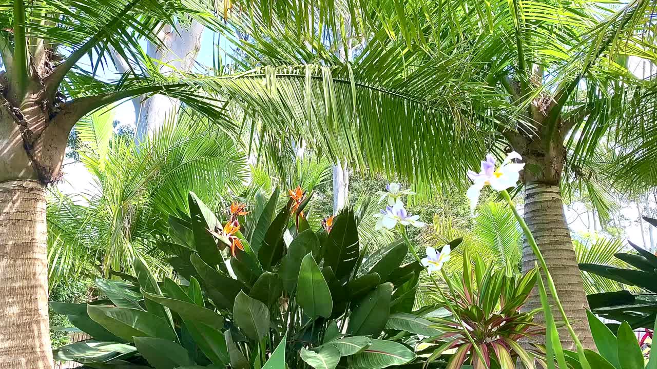 热带岛屿花园在微风中移动视频下载