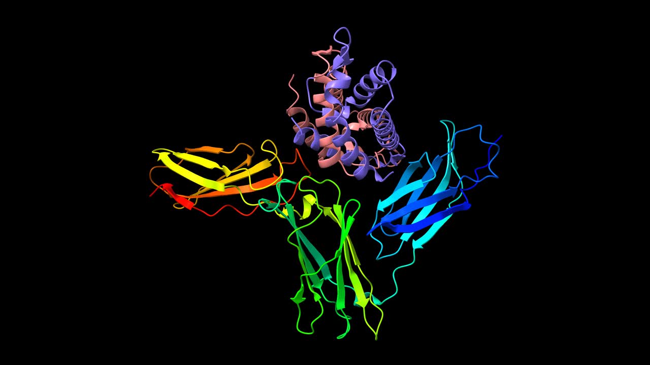人白细胞介素-5同型二聚体及其α受体的结构视频下载