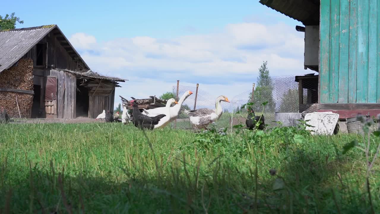 一群鹅和母鸡走在绿油油的乡村牧场上视频素材