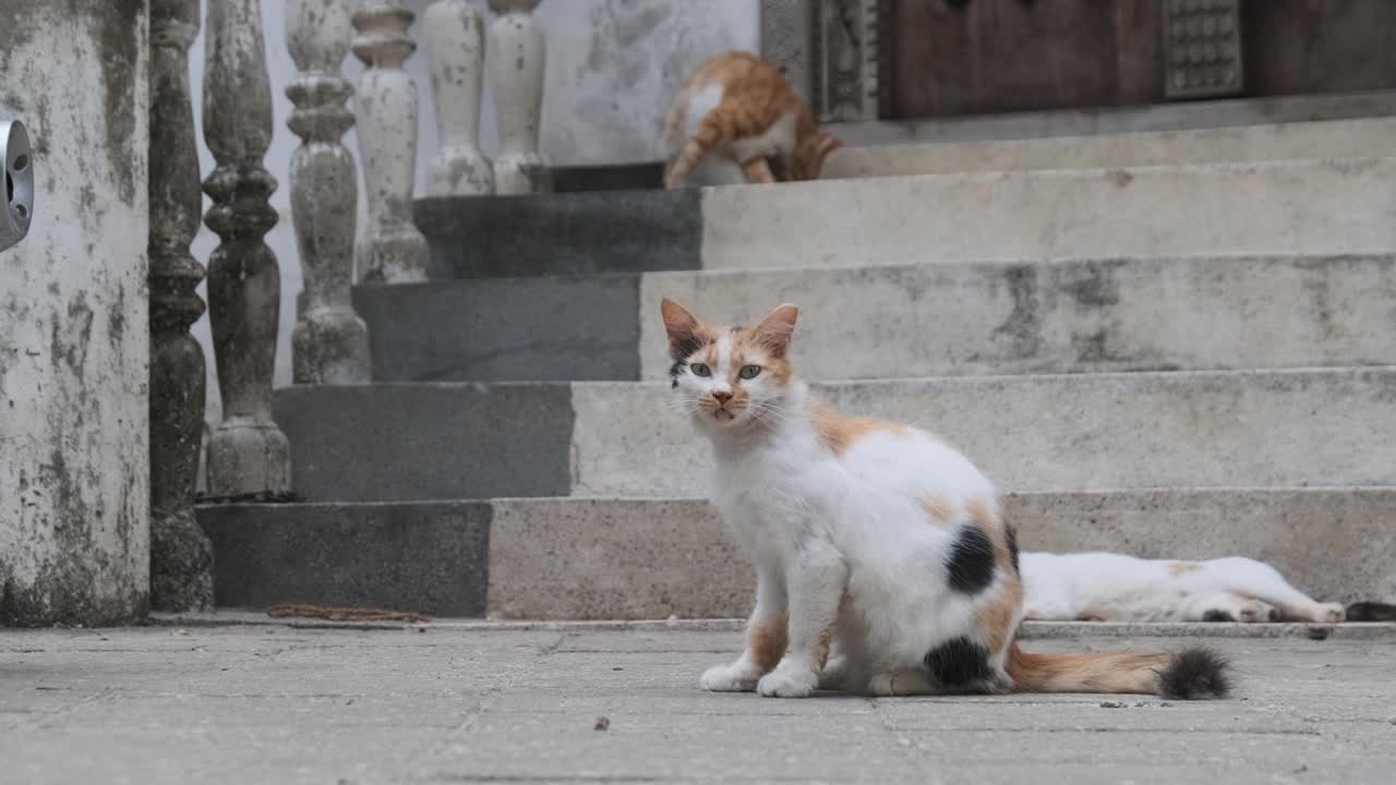 无家可归的破旧的三色猫在非洲的街道上的脏石头镇，桑给巴尔视频素材