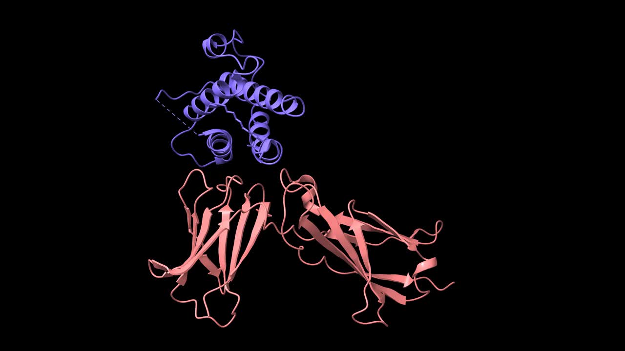 人白细胞介素-7(蓝色)与其α受体(粉红色)的复合物结构视频下载