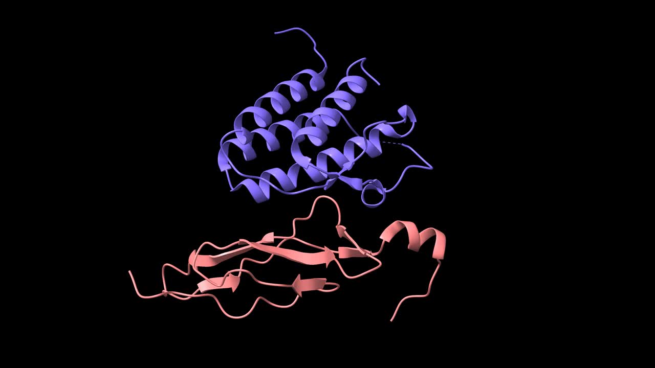 人白细胞介素-15(蓝色)与其α受体(粉红色)的复合物结构视频下载