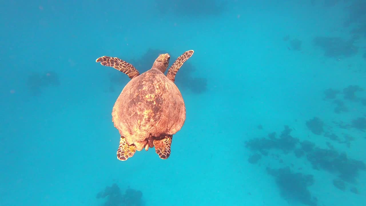 在埃及红海与绿海龟一起浮潜视频下载