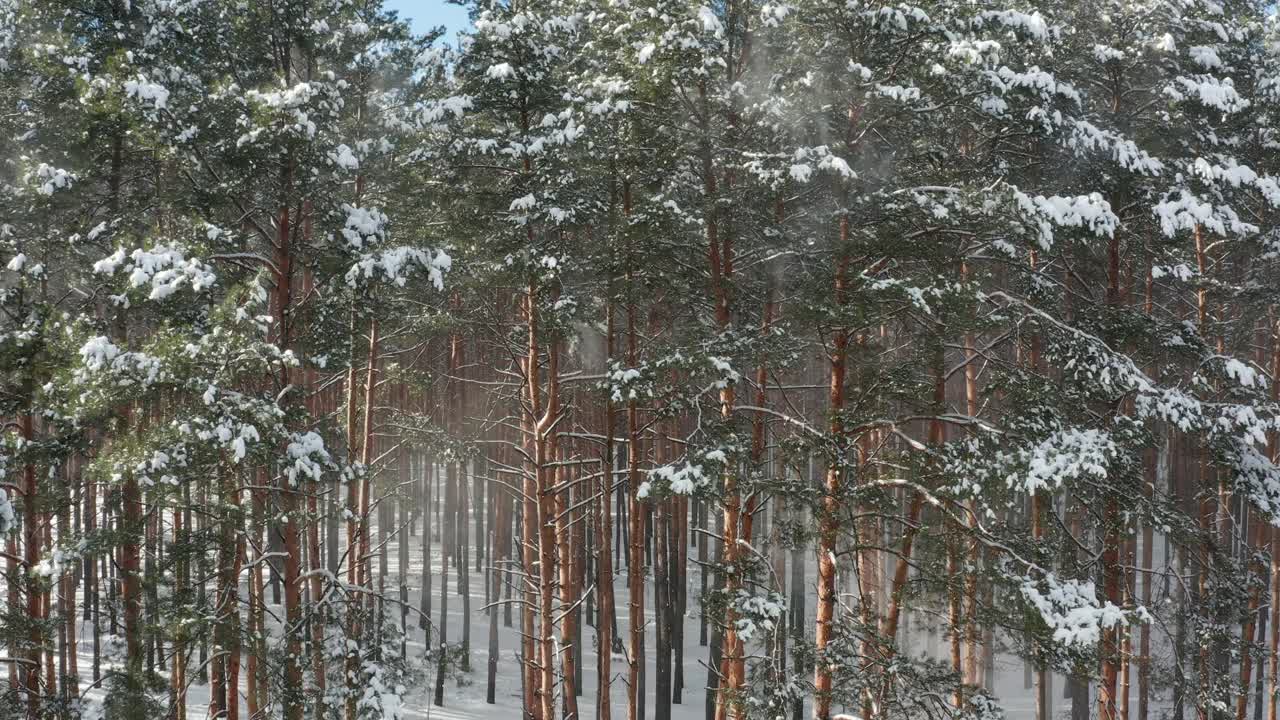 美丽的冬季森林与雪从树梢在阳光明媚的日子。视频下载