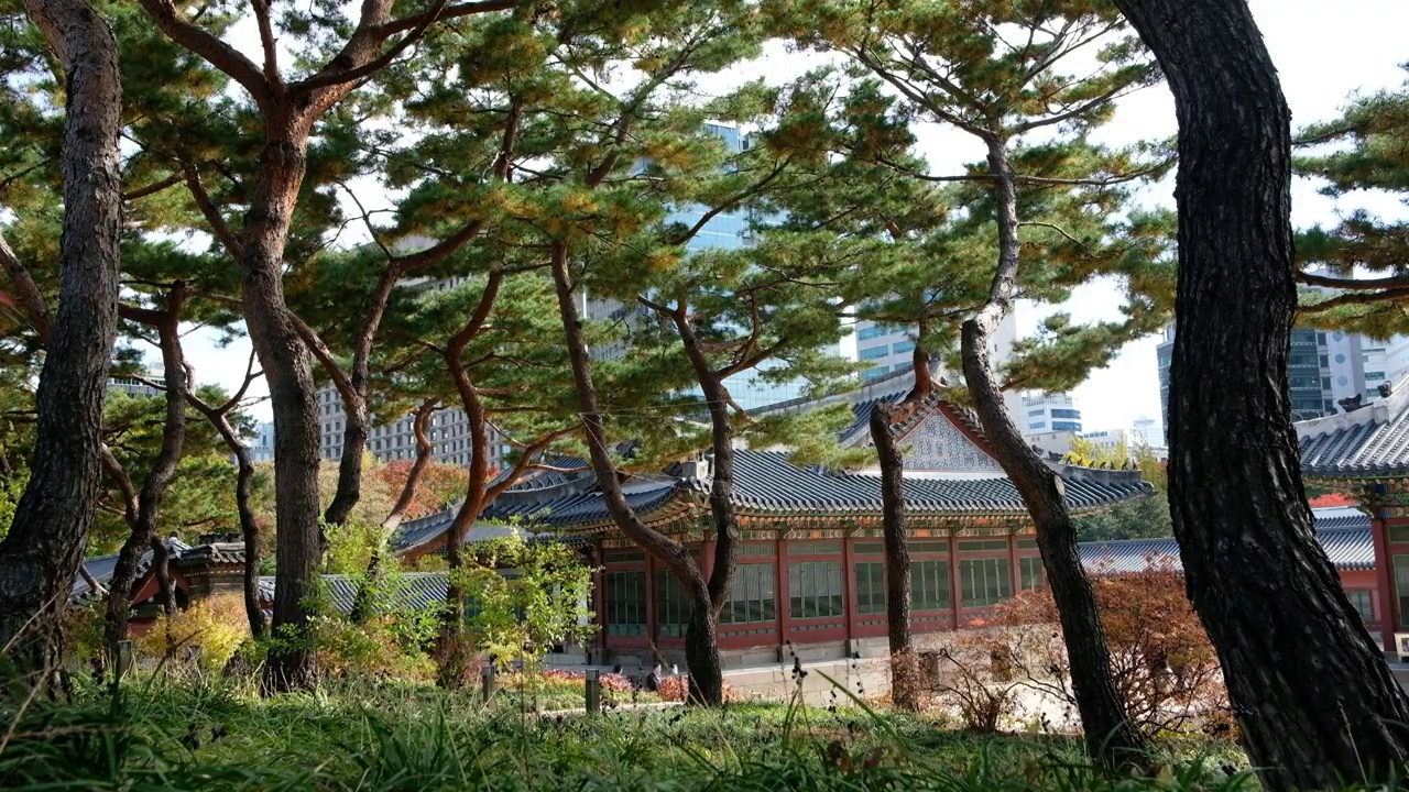 韩国首尔，绿树成荫的德植宫视频素材