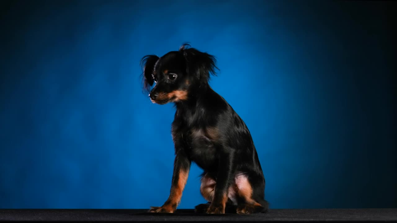 一个可爱的黑色俄罗斯玩具小猎犬的肖像在工作室的蓝色与黑色梯度的背景。狗坐着冻得发抖。缓慢的运动。近距离视频下载