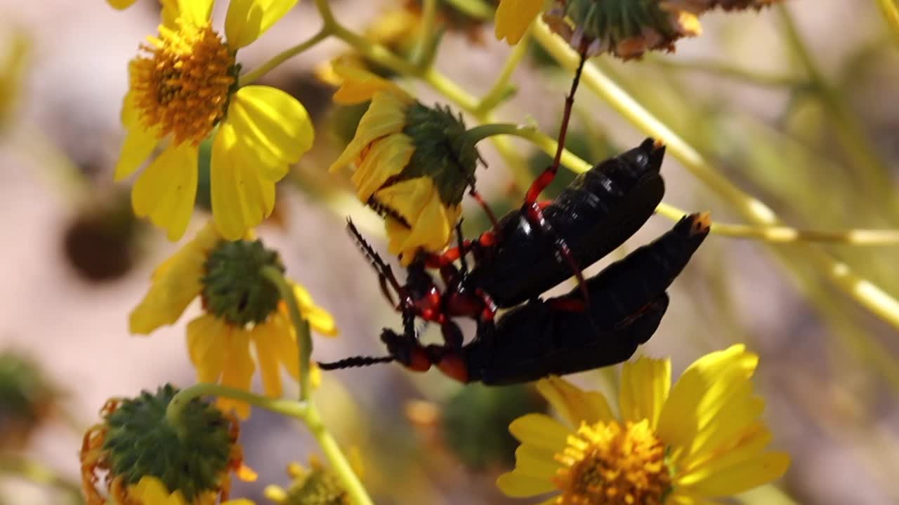 昆虫:交配的沙漠泡虫视频下载