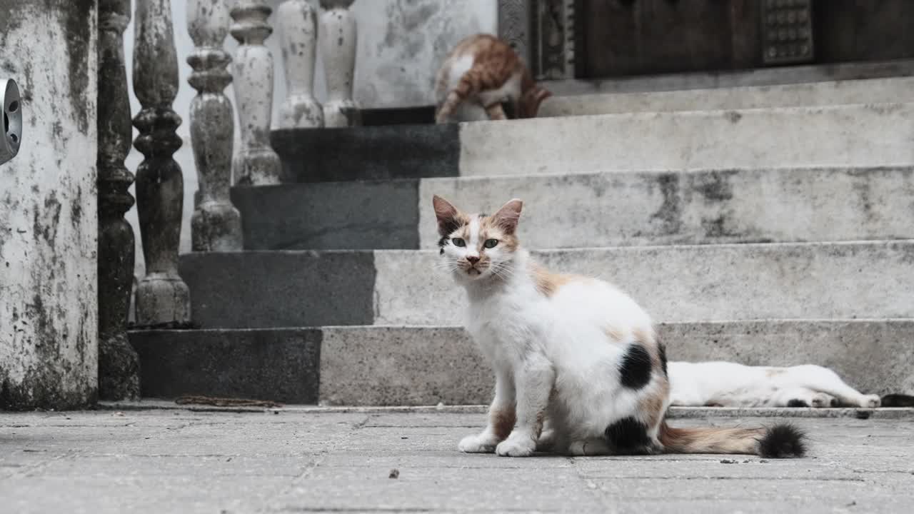 流浪的破旧的三色猫在非洲桑给巴尔的脏石镇街道上视频素材