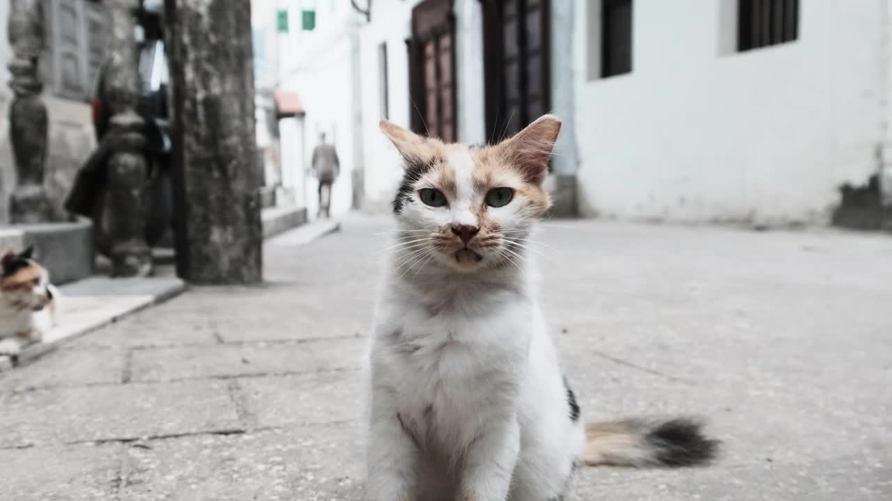 流浪的破旧的三色猫在非洲桑给巴尔的脏石镇街道上视频素材