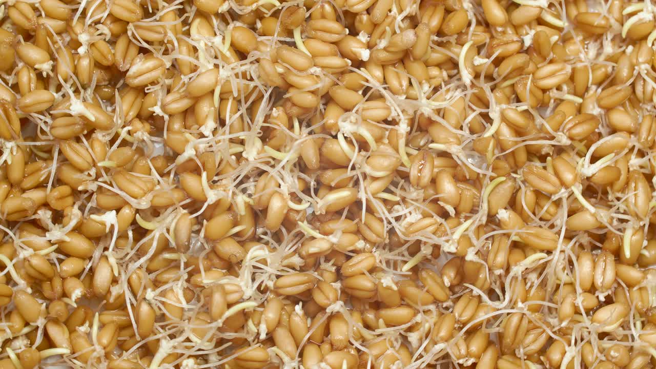 特写发芽的小麦芽，素菜背景视频下载