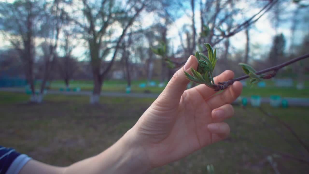 女性的手抚摸着花梨花嫩绿的叶子。视频下载