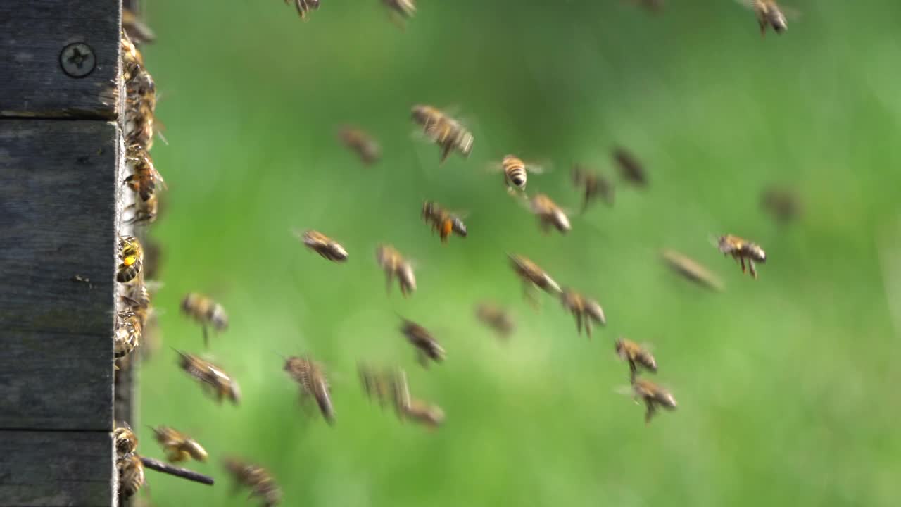蜂箱上的蜜蜂视频下载