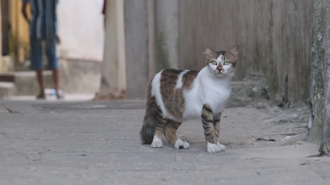 非洲流浪的破旧猫走在桑给巴尔脏石城的街道上视频素材