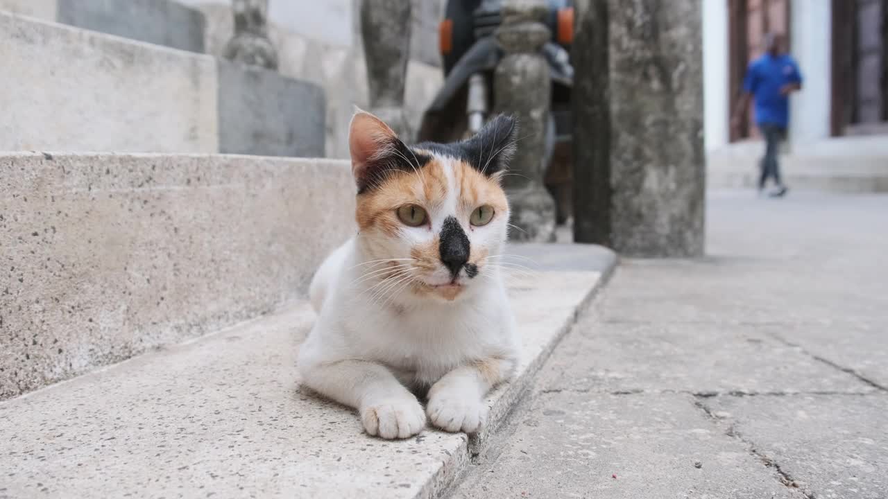 无家可归的破旧的三色猫在非洲的街道上的脏石头镇，桑给巴尔视频素材