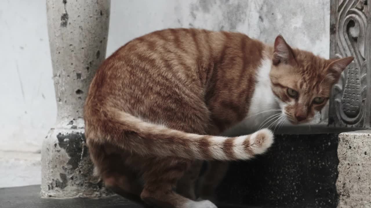 流浪红猫在非洲桑给巴尔脏石镇的街道上视频素材