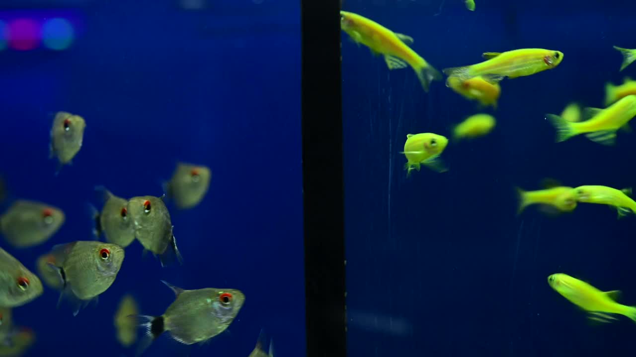 成群的小鱼，淡绿色的荧光鱼在美丽的鱼儿的水中快乐地游着。视频素材