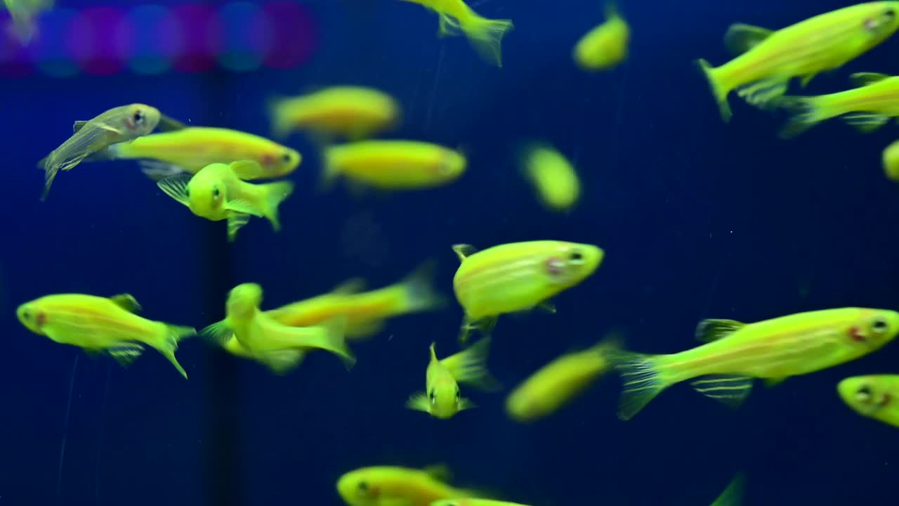 成群的小鱼，淡绿色的荧光鱼在美丽的鱼儿的水中快乐地游着。视频素材
