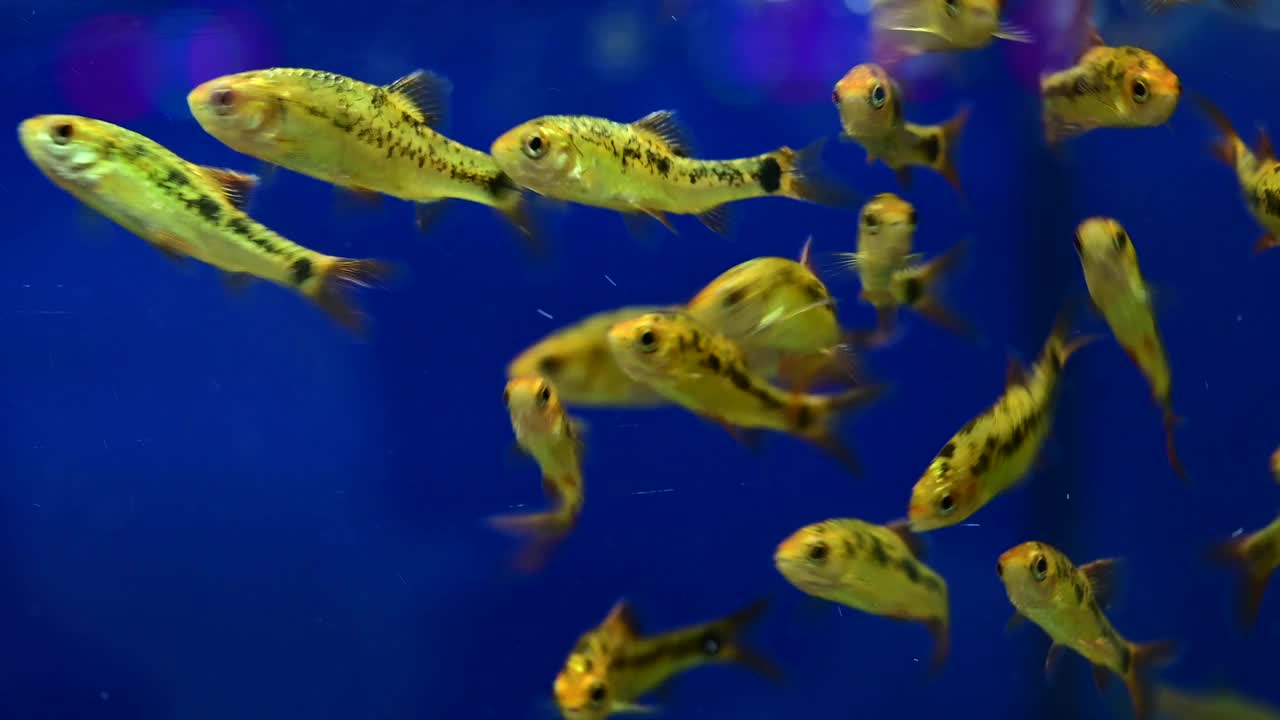 许多金鱼在一个玻璃鱼缸里游泳。美丽的淡水宠物美丽的养鱼创意视频下载