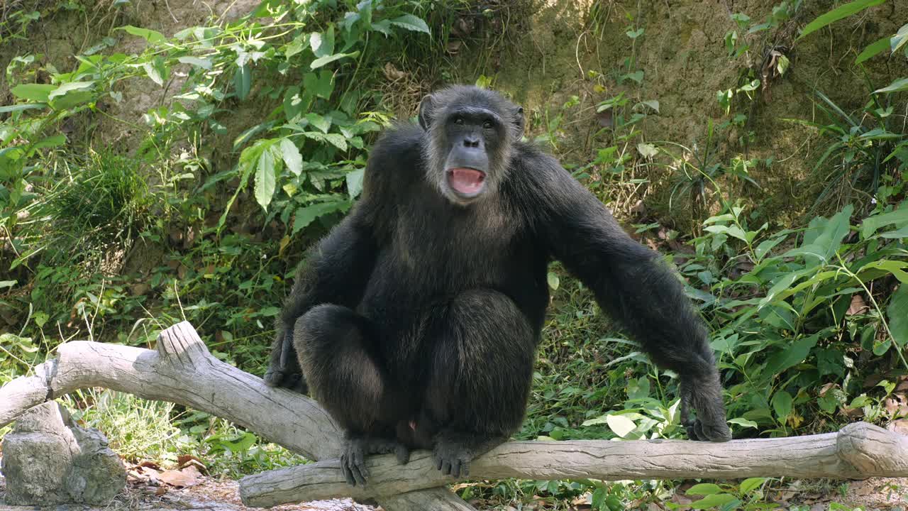 大猩猩独自在森林里视频下载