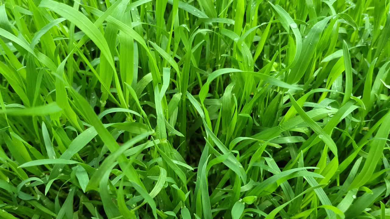 绿色草坪上新鲜多汁的草特写。视频下载