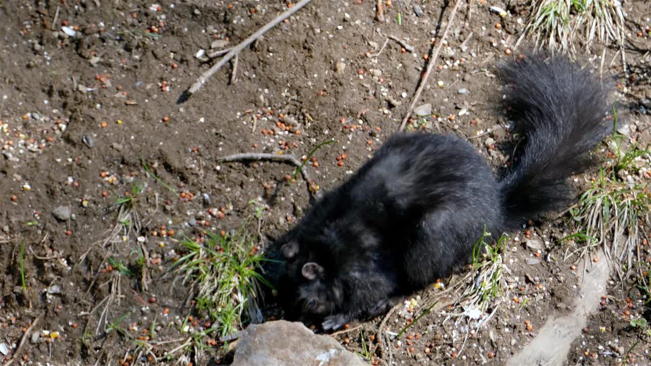 黑松鼠在地上吃种子视频下载